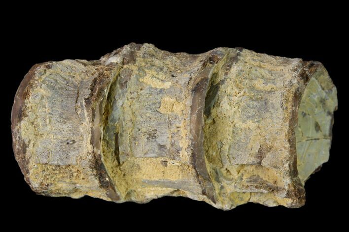 Fossil Fish (Ichthyodectes) Dorsal Vertebrae - Kansas #136479